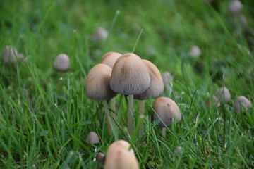 Gruppe Pilze im Gras