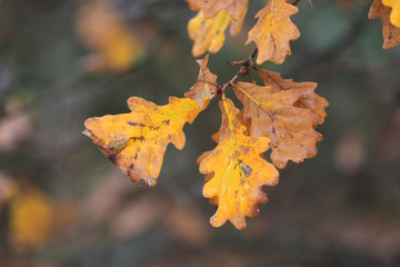 autumn oak twig