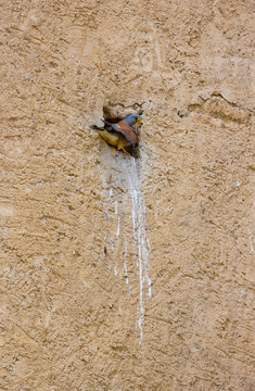 Lesser kestrel (Falco naumanni), Cernicalo primilla