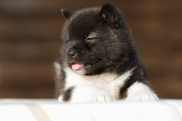 little puppy, breed american akita