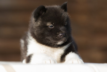 Obraz premium little puppy, breed american akita