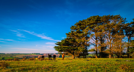 Horses Grazing