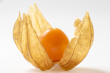 Single physalis close up isolated white background