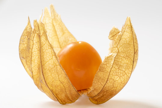 Single physalis close up isolated white background