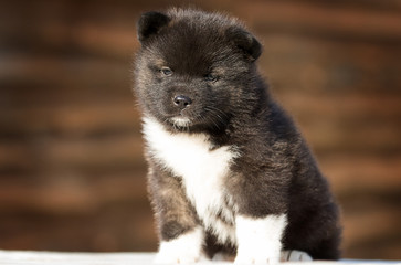 little puppy, breed american akita