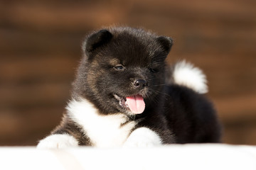 Obraz premium little puppy, breed american akita