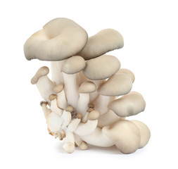 Fototapeta na wymiar Fresh wild mushrooms on white background. Edible fungi