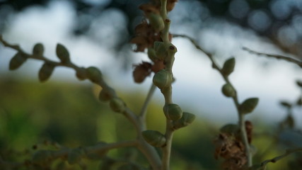 Beautiful scenery of flowers in the afternoon