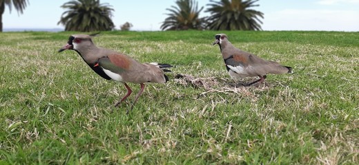 Tero family (stone curlew) taking care of their nest