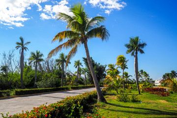 Fototapeta na wymiar View of palm trees in Cuba