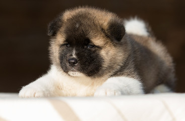 Obraz premium little puppy, breed american akita