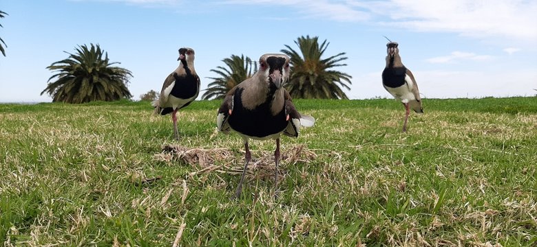 Tero family (stone curlew) taking care of their nest