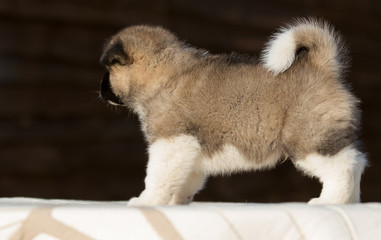 Obraz premium little puppy, breed american akita