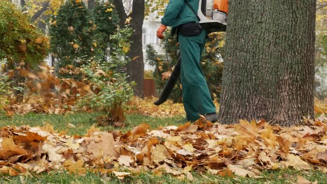 Worker blowing the autumn leaves with a leaf blower. Fallen leaves cleaning. Middle plan 4k