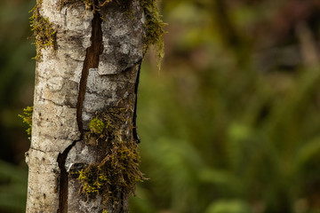 Birch tree trunk against green background