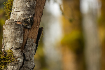 Birch tree trunk against light background