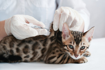 The vet gives an injection to the kitten. Subcutaneous injection. Treatment, vaccination.
