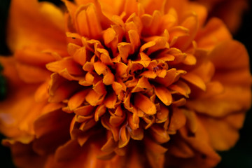 Beautiful orange marigold flower. Tagetes orange.