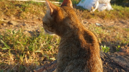 Naklejka premium A cat in the garden caught on camera