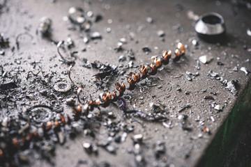 Steel shavings on the workbench close up.