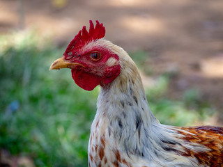 Coq