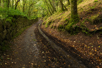 path leading through forest in autumn on a rainy day on dartmoor national park (fingle bridge). Leaves and puddles cover the trail.