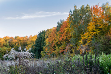 autumnal meadow and trees in background, Colorful Autumn Scenery