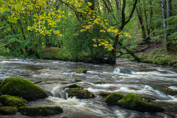 Trees on the bank of the River Teign at Fingle Bridge on dartmoor national park in early autumn