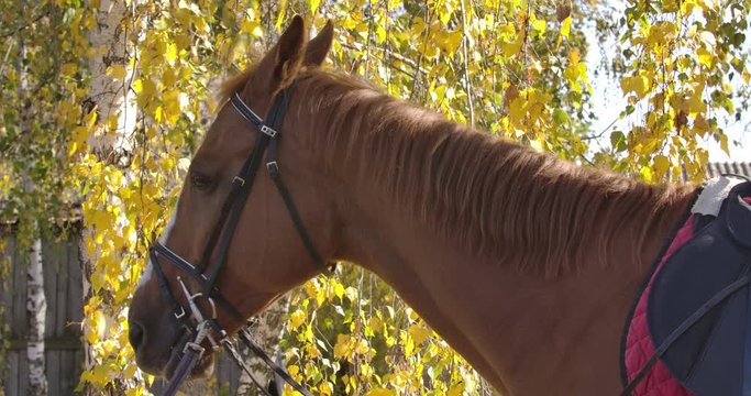 Graceful brown horse with white facial markings eating yellow leaves from the tree. Portrait of a beautiful animal standing in the autumn forest. Cinema 4k footage ProRes HQ.