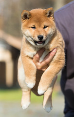 little shiba inu puppy