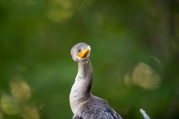 A close-up portrait of a Double-crested Cormorant with a green and orange glittering background.