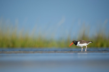 An American Oystercatcher stand in the shallow water in the marsh with bright green grass in the...