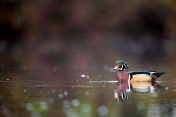 A male Wood Duck swims on calm water with its reflection and a smooth background in soft light.