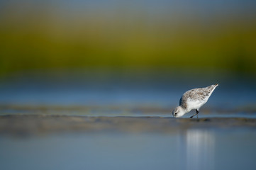 A Sanderling searches the shallow water and wet sand for food in a tidal marsh with a smooth green and blue background in the bright sunlight.