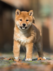 little shiba inu puppy runs
