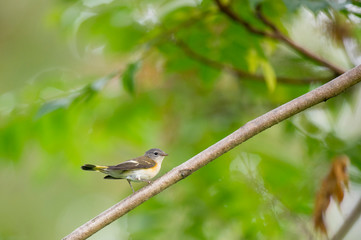 A female American Redstart perched on a branch with a bright green background.