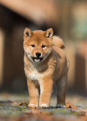 little shiba inu puppy runs