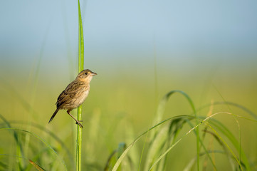 A Seaside Sparrow perched in the marsh grasses in the early morning sunlight with a smooth green...
