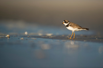 A Semipalmated Plover walks on a sandy beach in the low golden sunlight with a smooth background and foreground.