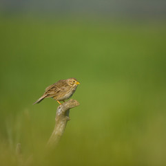 Corn bunting (Emberiza calandra), Triguero