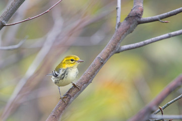 A Black-throated Green Warbler perched in a tree with green leaves in its fall non-breeding plumage.