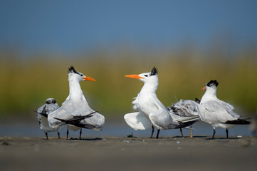 A group of Royal Terns stand in the marsh with a smooth green and blue background in the bright sunlight.