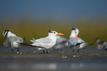 A group of Royal Terns stand in the marsh with a smooth green and blue background in the bright sunlight.