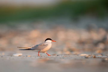 A Common Tern walks on the beach in golden early morning sunlight.