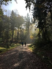 Wald am Uetliberg in Zürich im Herbst