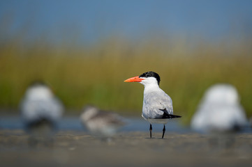 A large Caspian Tern stands in a flock of other birds in the marsh with a smooth green and blue background.