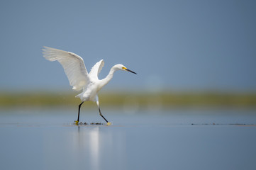 A Snowy Egret runs and flaps its wings in the shallow water chasing fish on a bright sunny day.