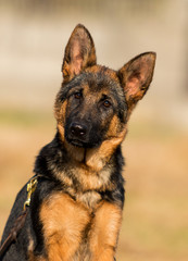 German shepherd puppy looks