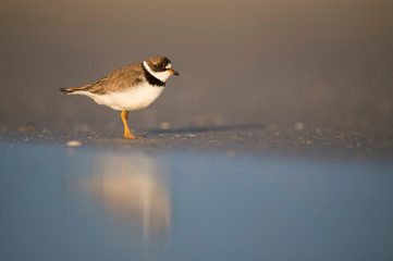 A Semipalmated Plover walks on a sandy beach in the low golden sunlight with a smooth background and foreground.