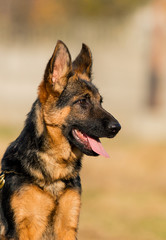 German shepherd puppy looks